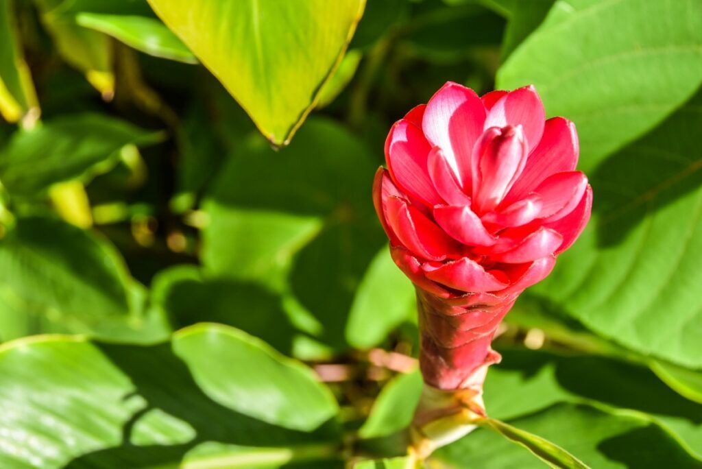 Vailima Botanical Garden, Samoa