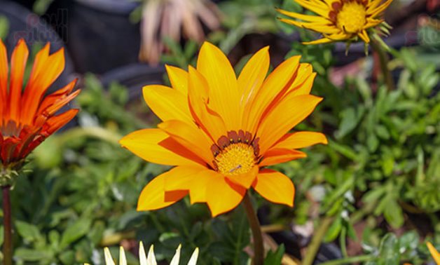 Orman Botanic Garden, Egypt