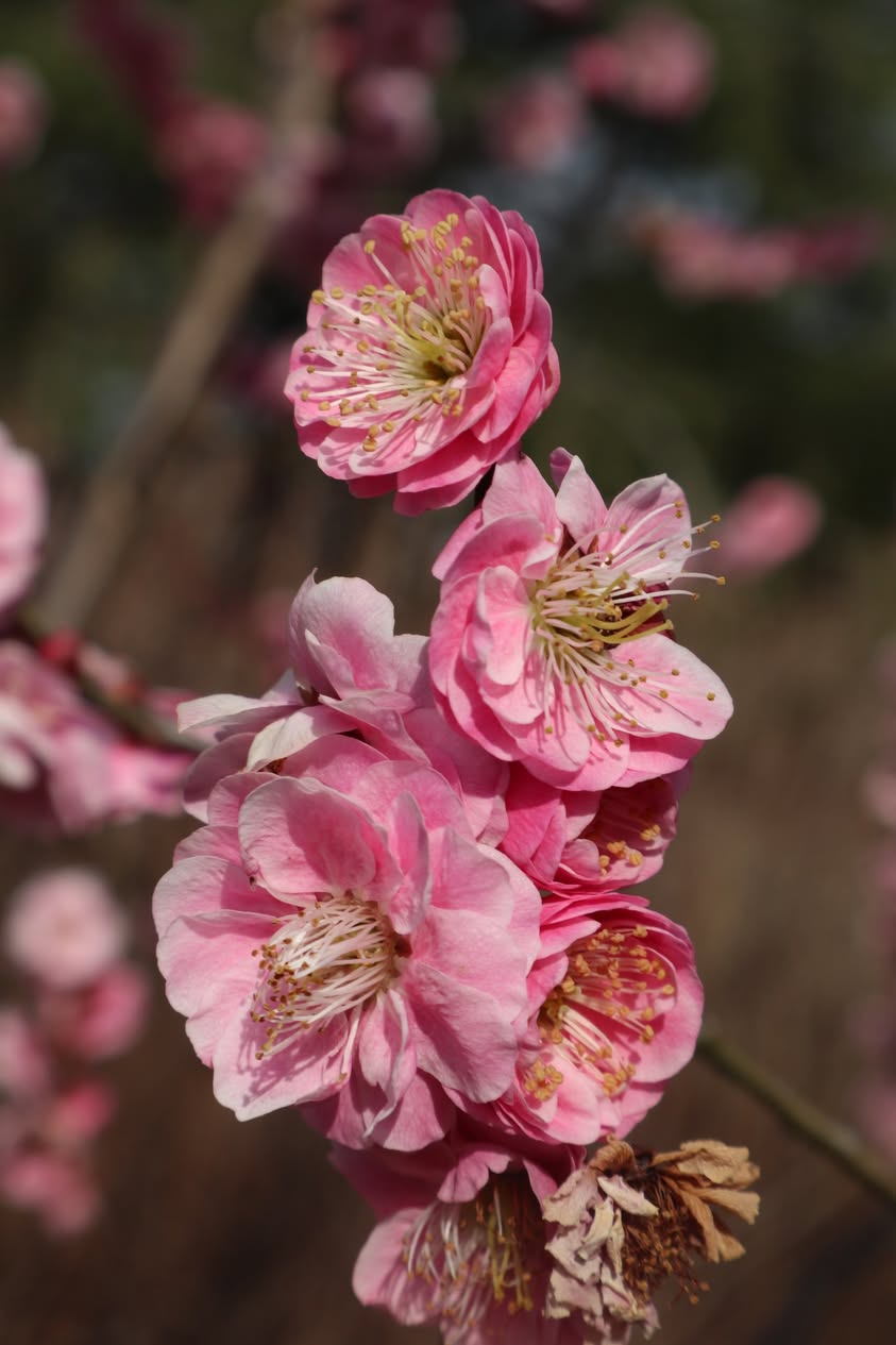 Norfolk Botanical Garden, Virginia