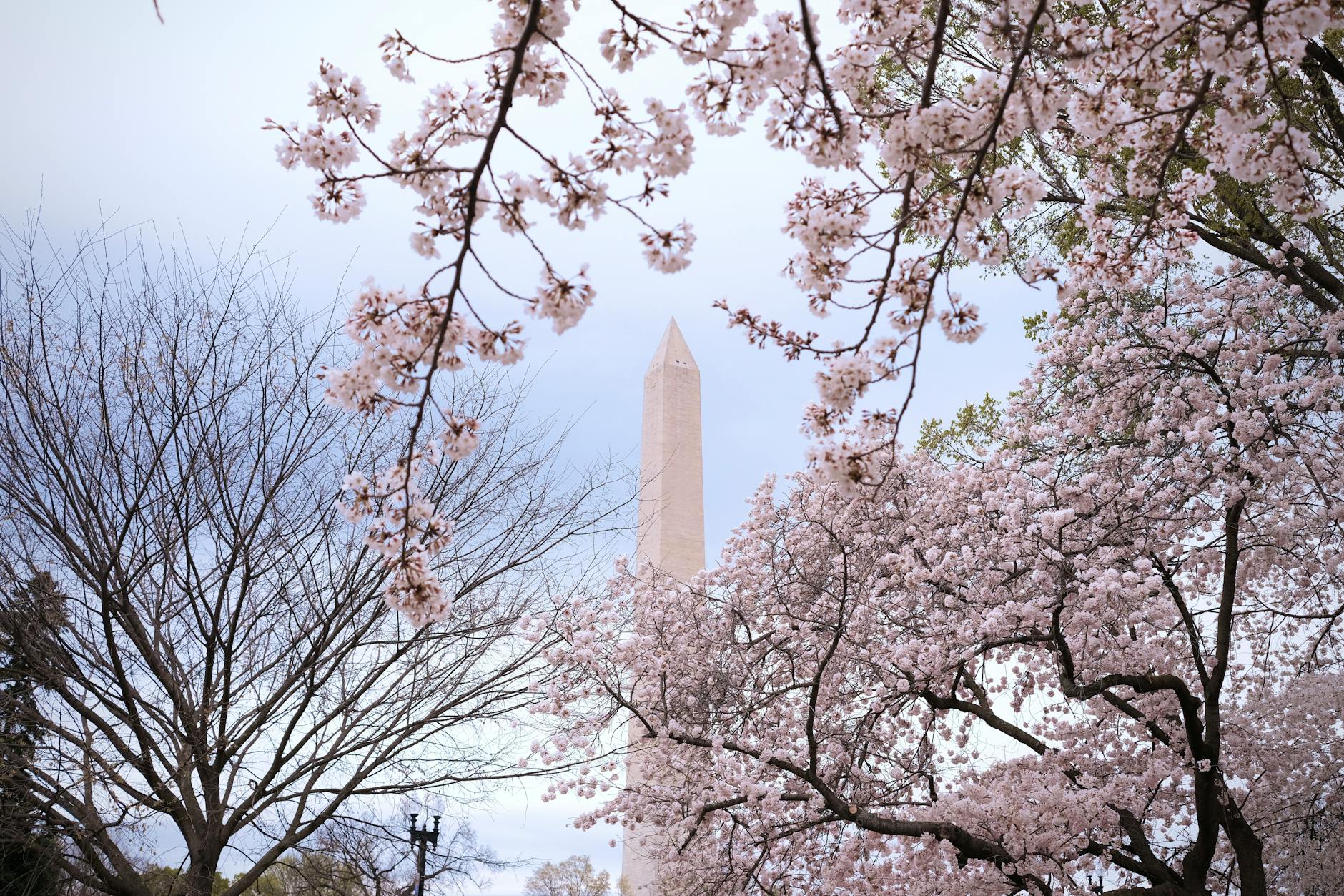 Cherry Blossoms at the Tidal Basin, Washington, D.C.