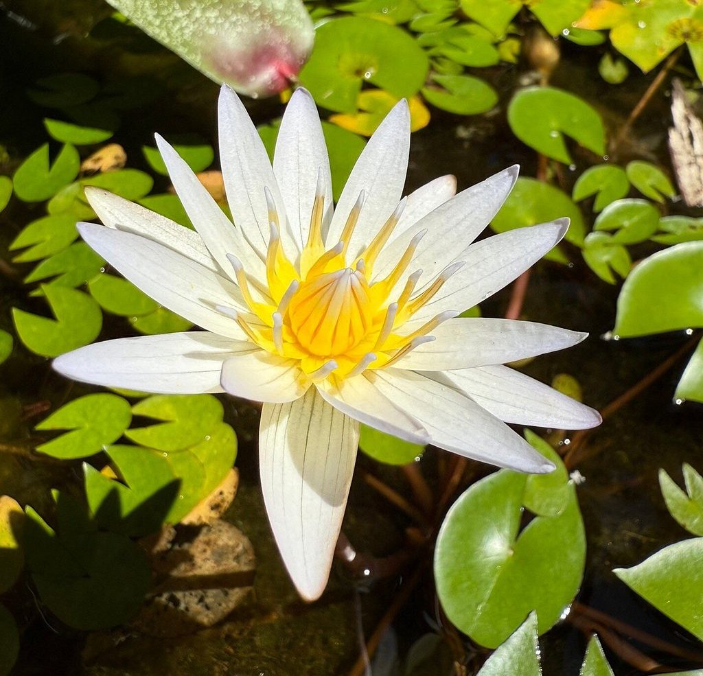 Hunte’s Gardens, Barbados